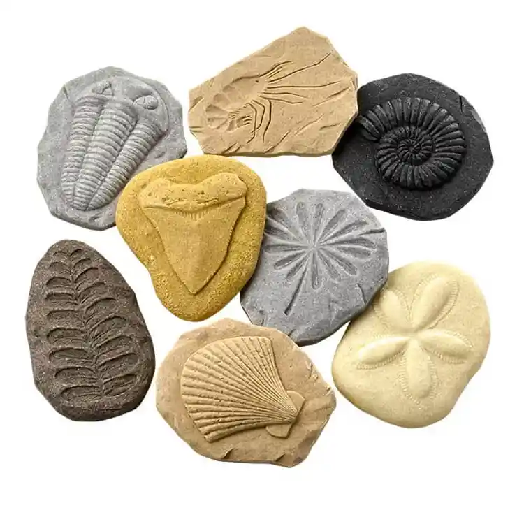 Fossil Stones