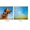 Living or Nonliving Book Set