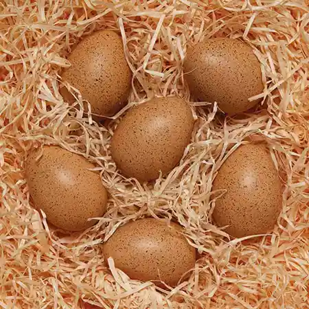 Sensory Sound Eggs