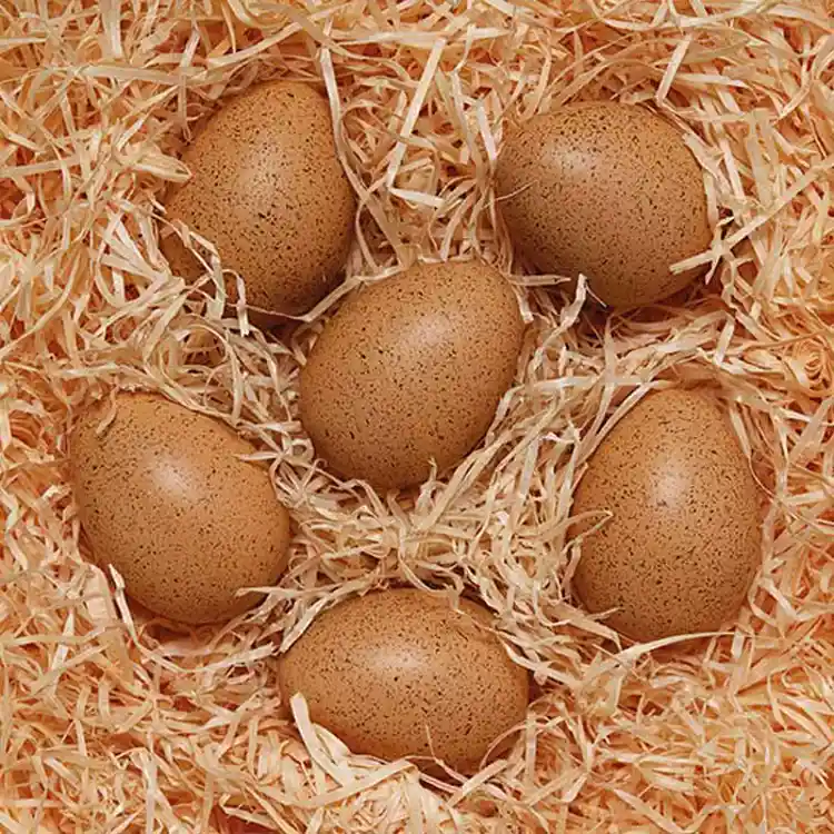 Sensory Sound Eggs