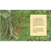 The Great Kapok Tree