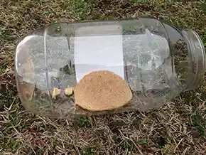 How to Study Insects Science Activity