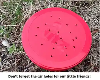 Large red Insect jar lid with holes so the bugs can breathe
