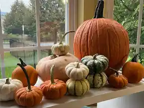 Pumpkins, Patterns & Possibilities Activity