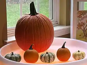 different size pumpkins being sorted